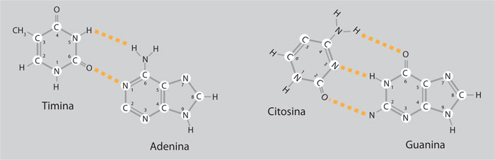 Apareamiento molecular