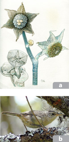 Especies endémicas